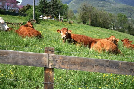 2013-05-01_balade_colline_Echaud_La_Ravoire_02.jpg